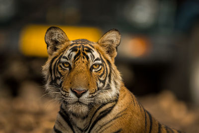 Close-up portrait of a cat