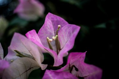 Close-up of pink flowering plant