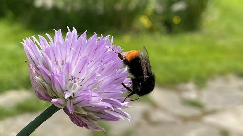 Close-up of bee pollinating on flower