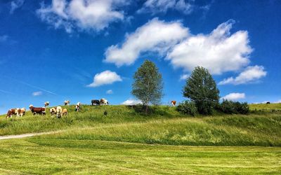 Cows grazing on field against sky