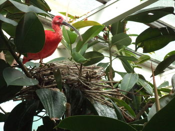 Low angle view of bird perching on tree