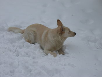 Cat relaxing in the dark