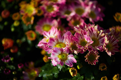 Close-up of pink chrysanthemum flower blooming with dew drops in the garden