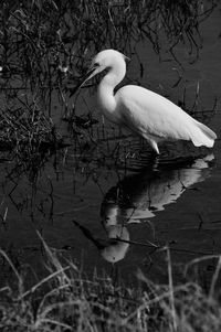 Close-up of bird in lake