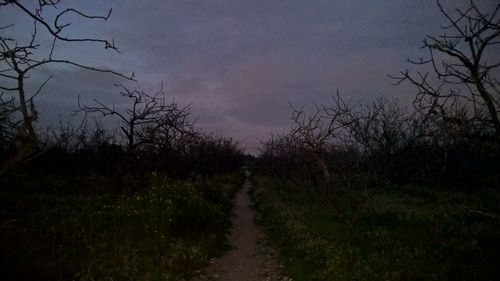 Bare trees against sky at night