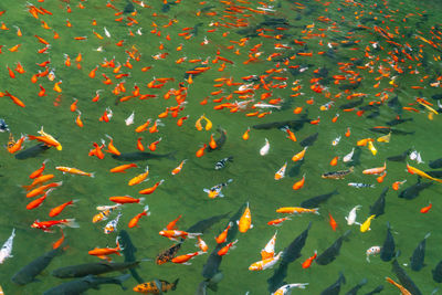 Beautiful photo of colorful mirror carp fish pond