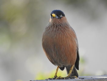 Close-up of bird perching on branch