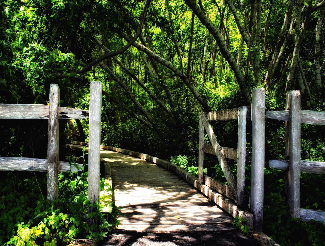 WOODEN FOOTBRIDGE IN FOREST