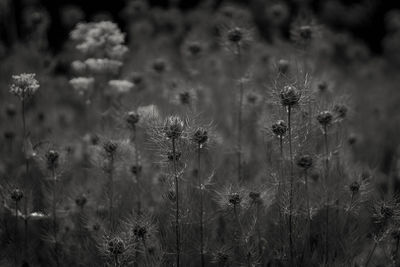 Close-up of flowering plants on land