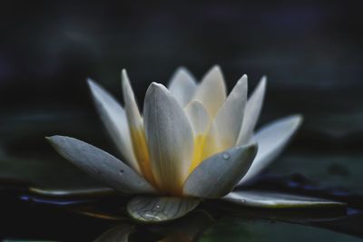 Close-up of water lily