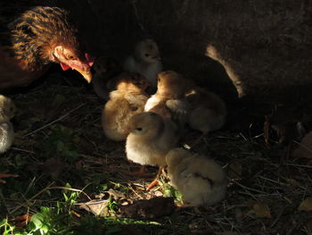 Close-up of young birds on field