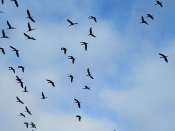 Low angle view of birds flying in sky