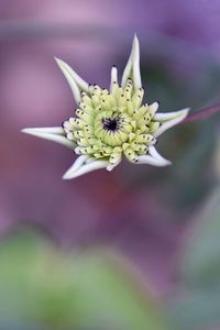 Close-up of white flowering plant