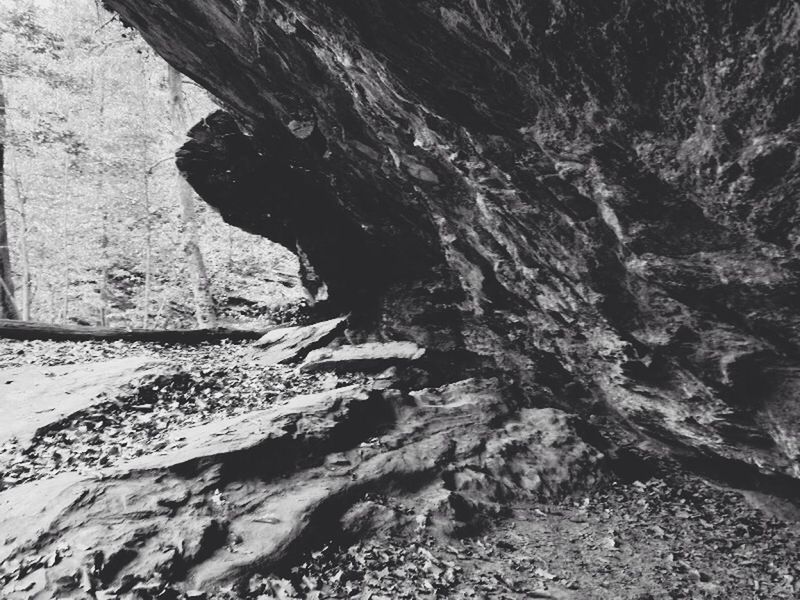 VIEW OF TREE TRUNK