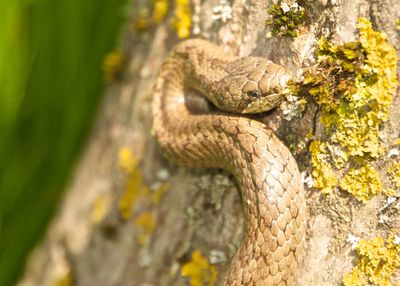 Close-up of lizard