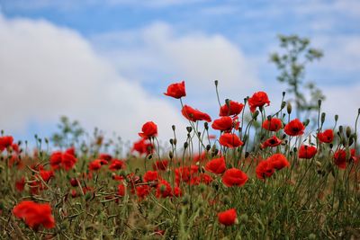 Close-up of red poppy flowers in field