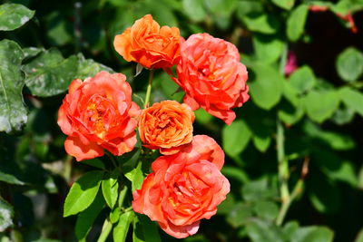 Close-up of red roses