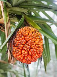 Close-up of orange fruit on plant