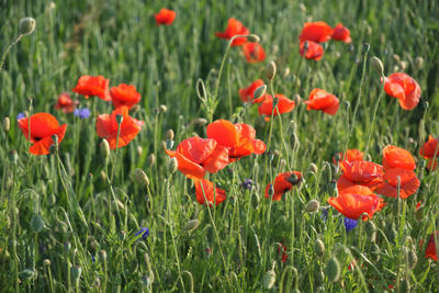 Close-up of red poppy flowers on field