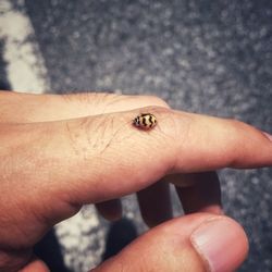 Close-up of insect on hand