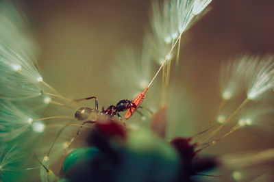 Close-up of spider