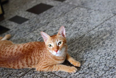 Portrait of cat lying down