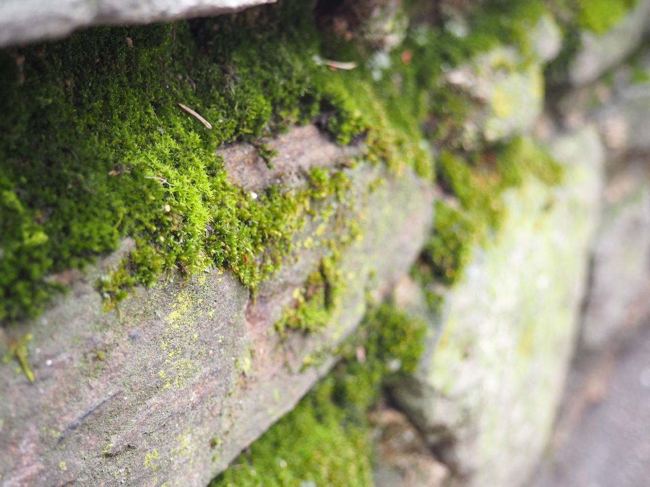 moss, growth, nature, close-up, rock - object, no people, lichen, textured, day, fungus, rough, outdoors, plant, tree trunk, green color, beauty in nature, tree, toadstool, freshness, fly agaric