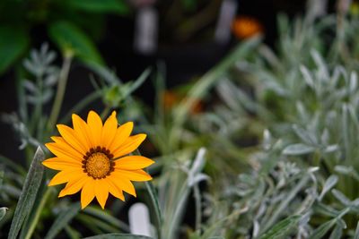 Close-up of yellow flower blooming outdoors