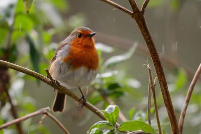 Close-up of robin perching on branch