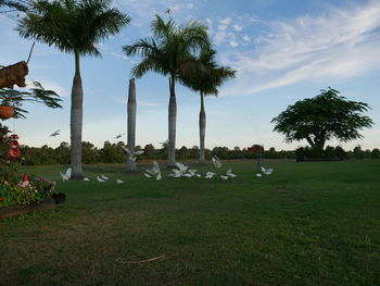 Palm trees on field against sky