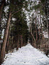 Road amidst trees in forest during winter