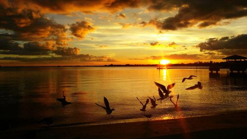 Silhouette birds on sea against sky during sunset