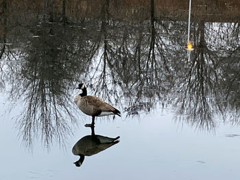 Bird on a lake