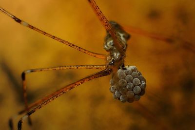 Close-up of twigs