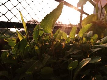 Close-up of plants growing on field
