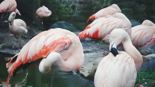 Flock of birds in lake