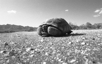 Close-up of snail on road