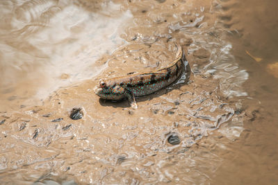 High angle view of crab on beach