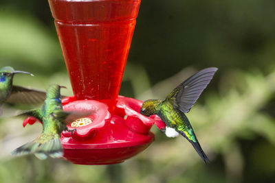 Close-up of red bird flying