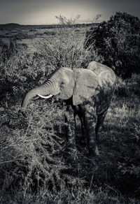 View of horse grazing on field