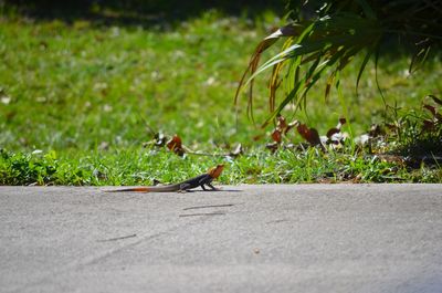 Lizard sunbathing on the road.