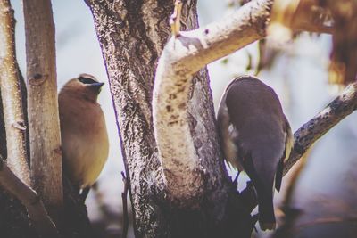 Close-up of bird perching on tree