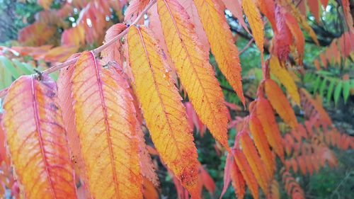 Close-up of maple leaves during autumn