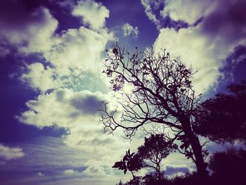 Low angle view of tree against sky