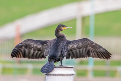 Close-up of bird flying