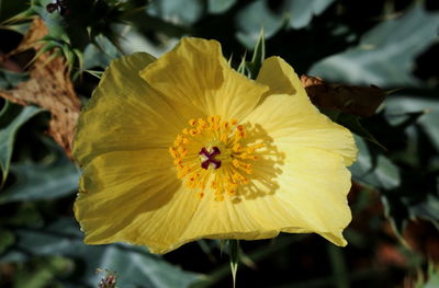 Close-up of yellow flower