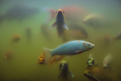 Close-up of fish swimming in a tank