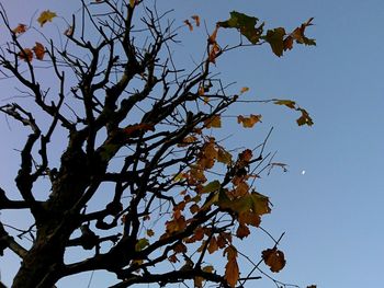 Low angle view of tree against sky