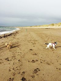 Dog on beach