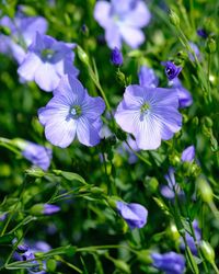 Close-up of purple flowering plants